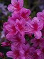 Rhododendron Rosa Seamling-2 Azalia